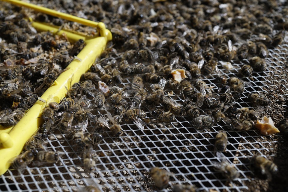 Heel veel honingbijen hebben de winter niet overleefd.