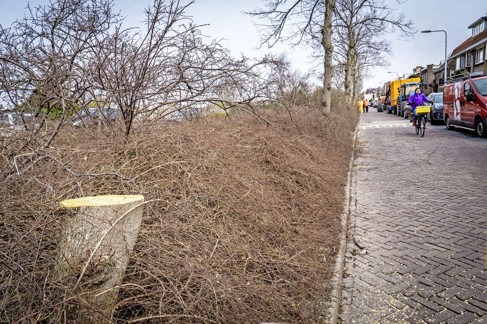 Voor de aanleg van een fietsstraat langs de Haagweg moeten in totaal dertien bomen om en worden er zes verplaatst.