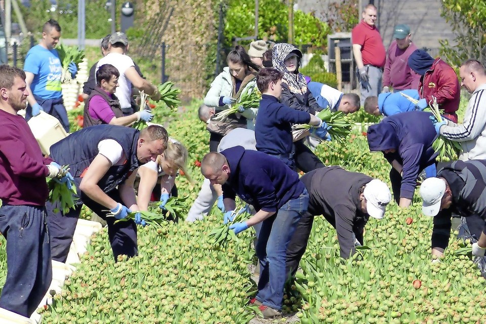 Oost-Europese arbeidsmigranten aan het werk in de Bollenstreek.