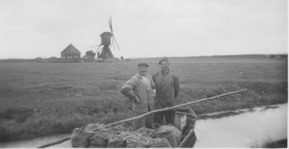 Chris de Mop met zoon Wim en de tuinbonenoogst, begin jaren ’50. Op de achtergrond de Rode molen.