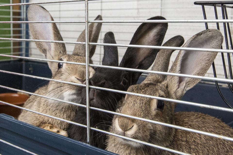 Wilde konijnen die met medewerking van de Dierenambulance ook weer in het wild worden uitgezet.