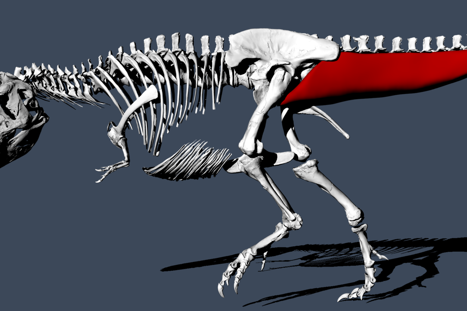 Spierreconstructie op een t.rex-staart.