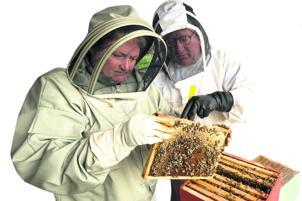 Renda de Monyé en Andy Roodbergen bestuderen de bijen.