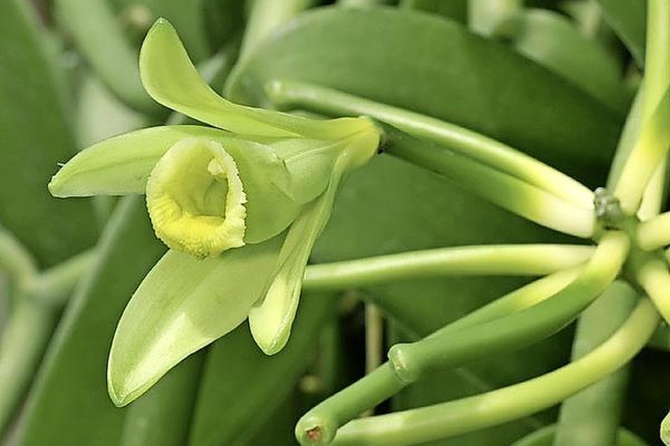 Een vanille-orchidee in bloei.