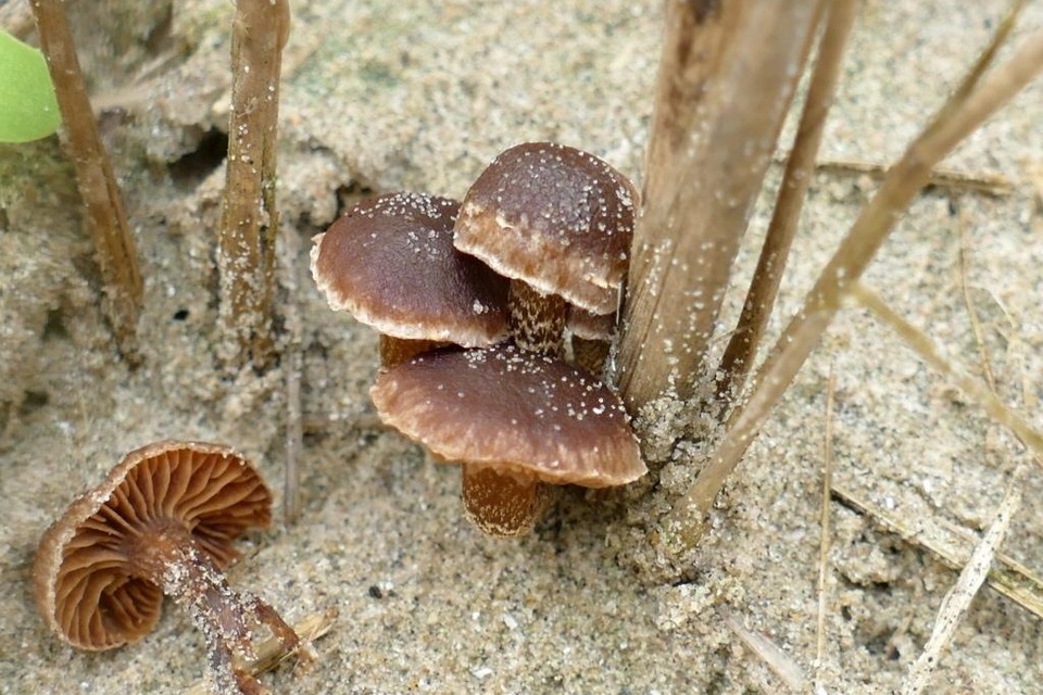 Archieffoto van fotograaf Theo Westra: een bijzondere paddenstoel.