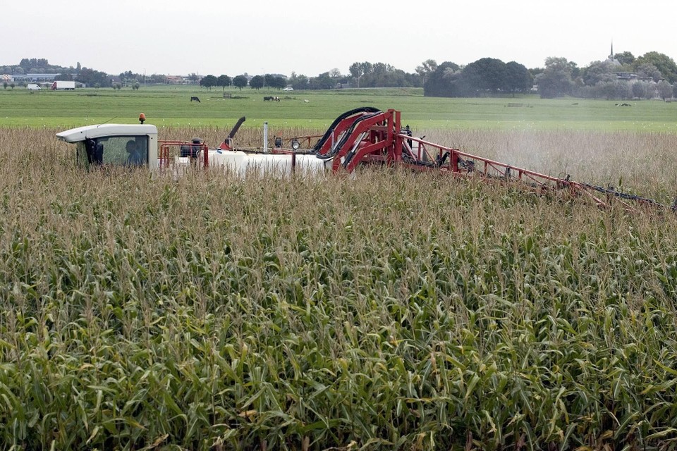 Boeren in Ter Aar bonden in 2005 de strijd aan met de maïswortelkever.