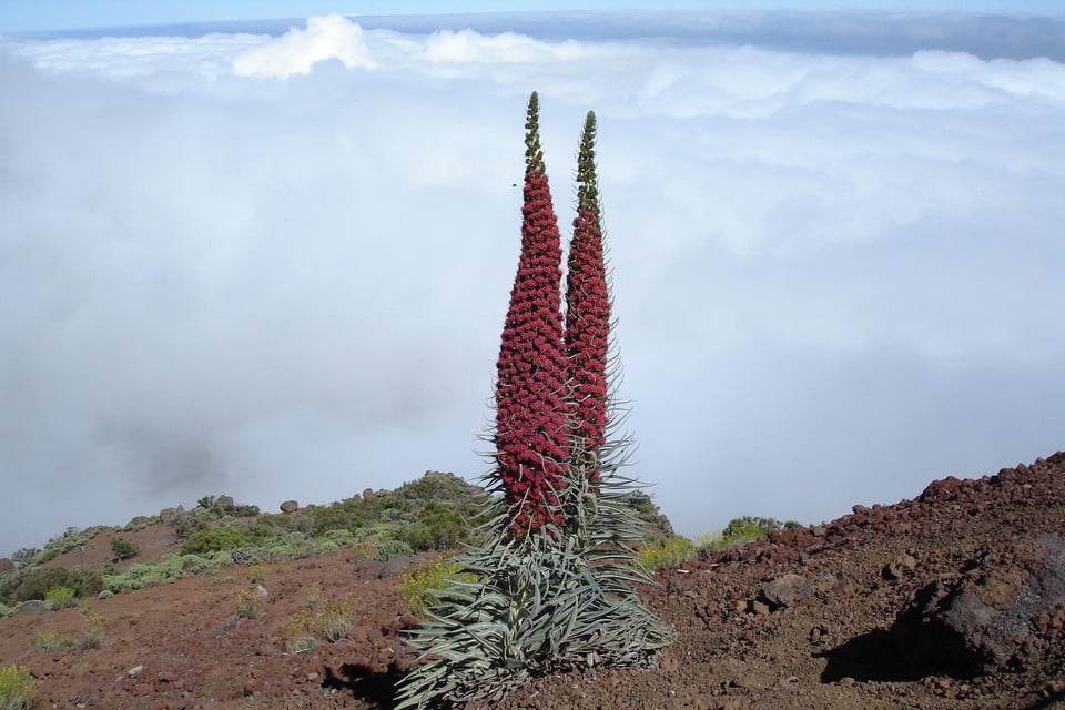 Echium wildprettii op Tenerife is ’houtvormend’.