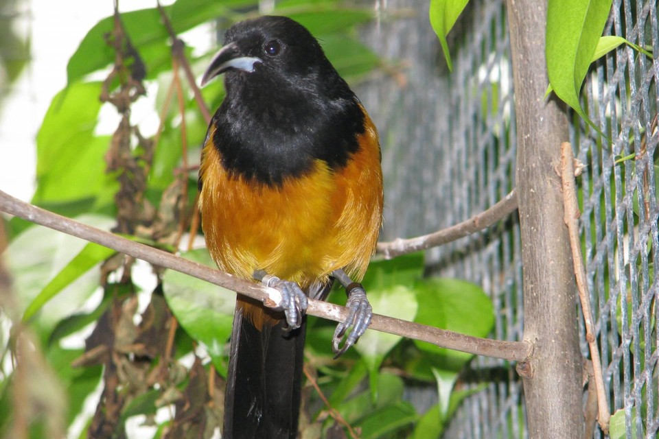 Montserrat Troepiaal is een uiterst zeldzame vogel die eerder werd gestolen uit Avifauna