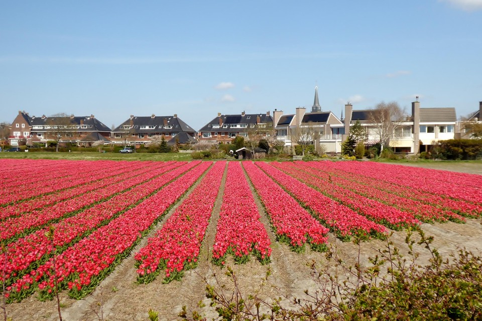 Rechts het Van den Endeplein, links de Van den Endelaan. Het beoogde stukje bouwgrond is de groene strook links, achter de tulpenbedden.