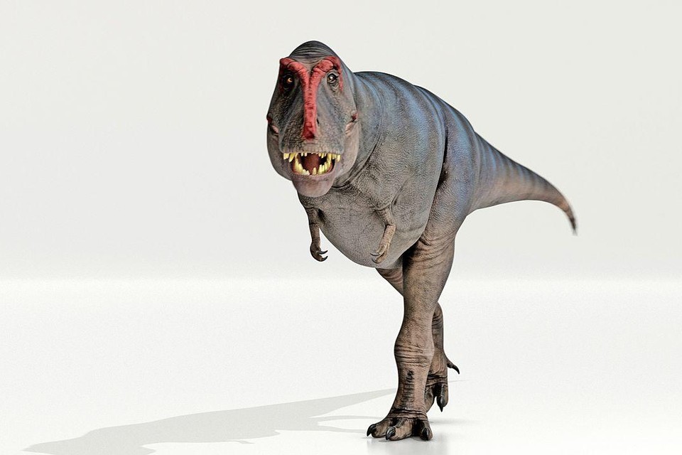 Een t.rex kuierde vermoedelijk met ongeveer dezelfde snelheid als mensen.