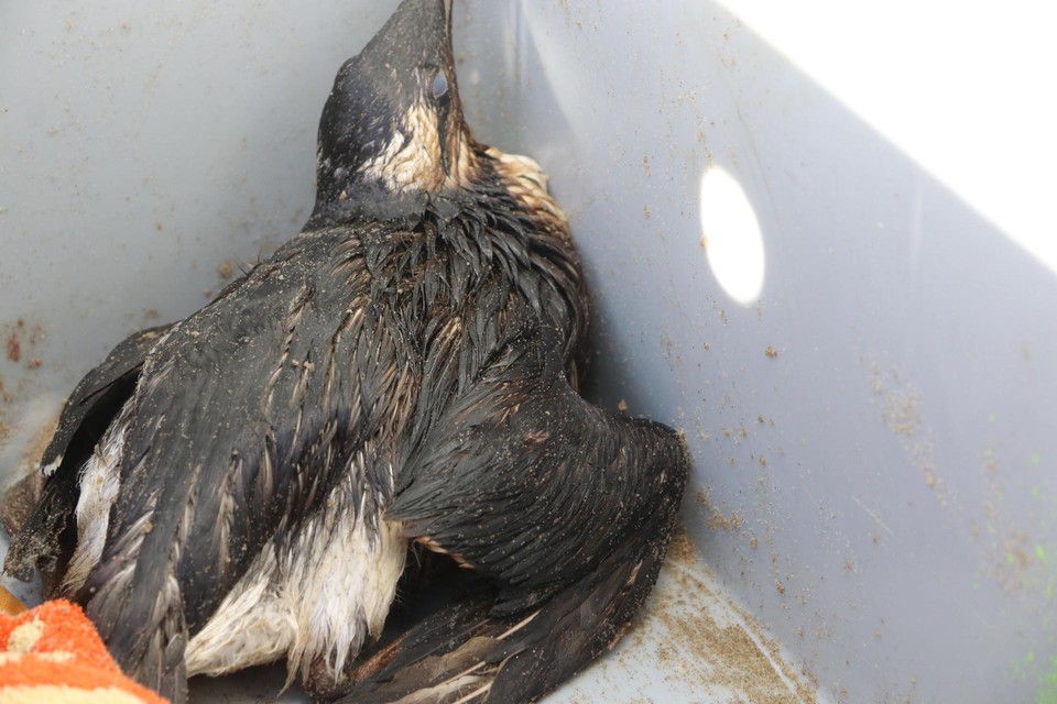 Een van de met olie besmeurde vogels die Eerste Hulp bij Zeezoogdieren (EHBZ) aantrof op het strand.