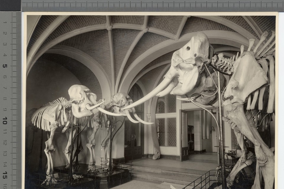 Deze skeletten waren het eerste dat bezoekers zagen als ze het Natuurhistorisch Museum aan de Raamsteeg binnenkwamen.