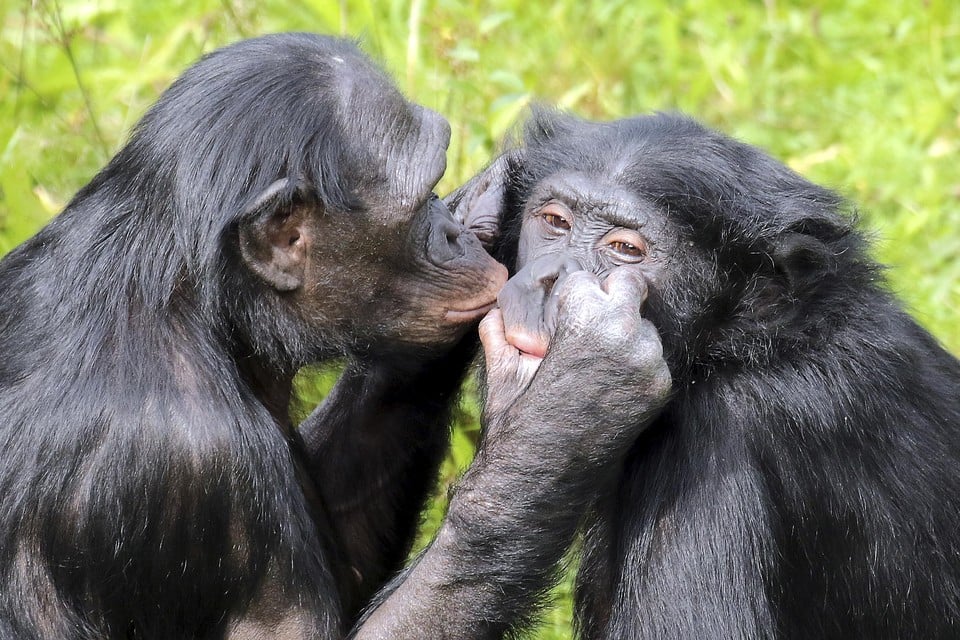 Psycholoog Mariska Kret van de Universiteit Leiden doet onderzoek naar bonobo's. Zij blijken een voorkeur te hebben voor foto's die positieve associaties met zich meebrengen, zoals vlooien, seks en gapen.