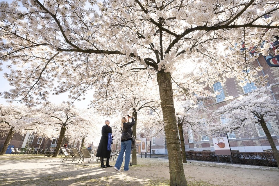 Het is lente! Het is hanami-tijd! In Japan trekken mensen er in deze periode op uit om, onder het genot van lekker eten en drinken, met elkaar de schoonheid van de sakura, de kersenbloesem te bewonderen.