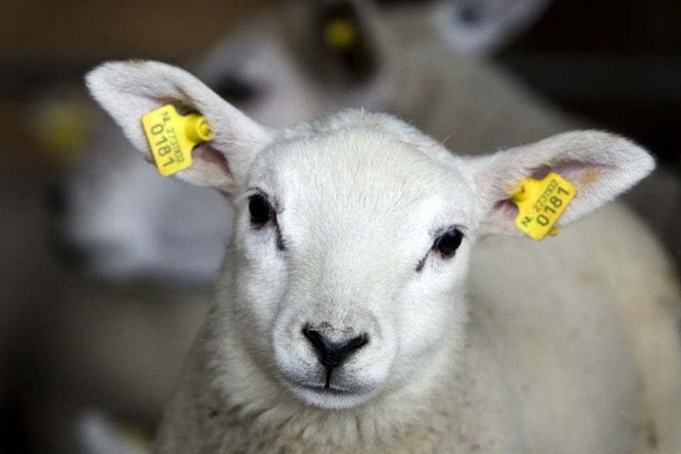 Uit het weiland van de Katwijkse Johan Guijt zijn drie schapen gestolen / archieffoto HDC Media 
