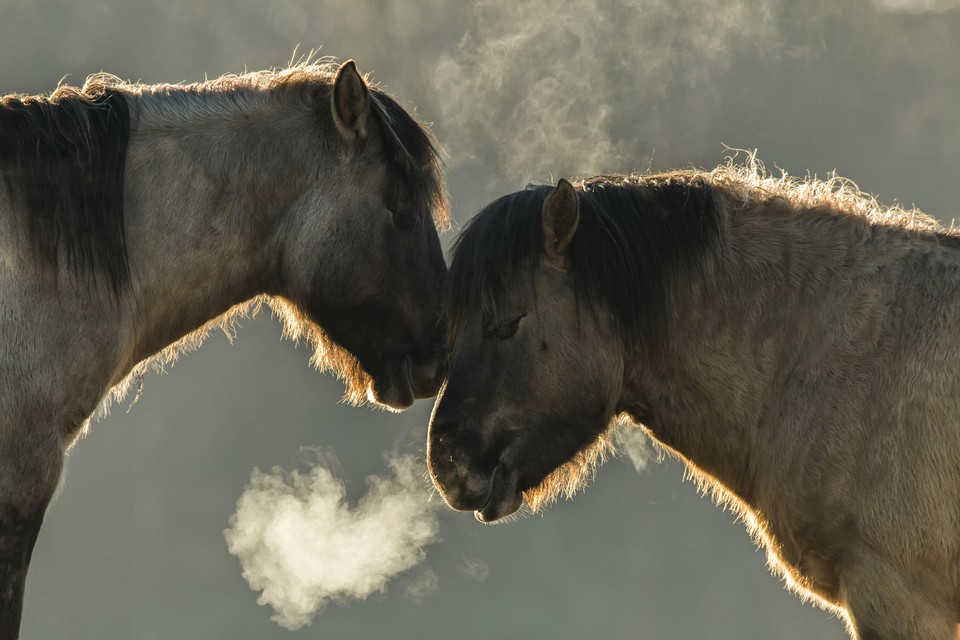 De winnende foto van vorig jaar: ’Paarden in Lentevreugd’