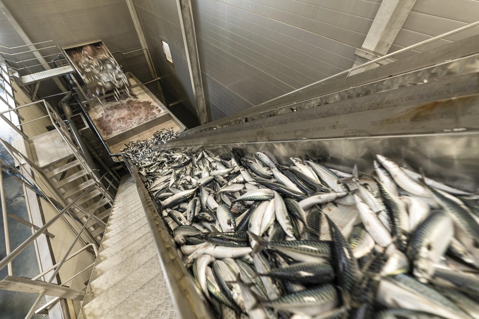 Zestien uur aan een stuk wordt 450.000 kilo makreel de verwerkingsfabriek binnengepompt vanuit een Groenlands schip.