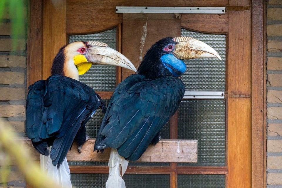 Door de diefstal werd dit stelletje jaarvogels van elkaar gescheiden. Pas maanden later konden ze weer herenigd worden.