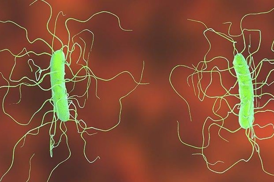 Clostridium difficle-bacteriën onder de microscoop.