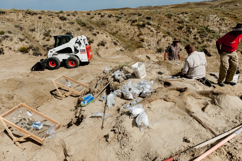 De 'Leidse T-rex wordt opgegraven in Montana. Archieffoto ANP