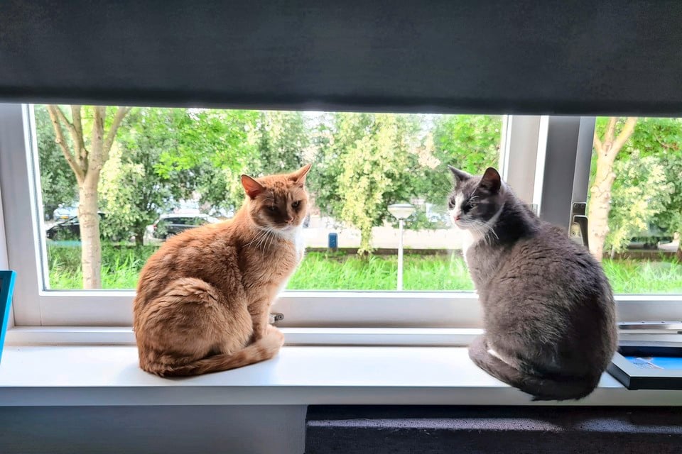 Tiger (links) weer terug in de vensterbank naast zijn broer Star