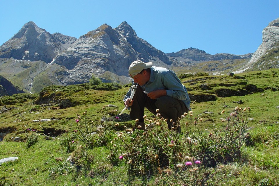 Koos Biesmeijer aan het werk in de Pyreneeën. Met de slang is het mogelijk om hommels op te zuigen, die zich op een bloem voeden.