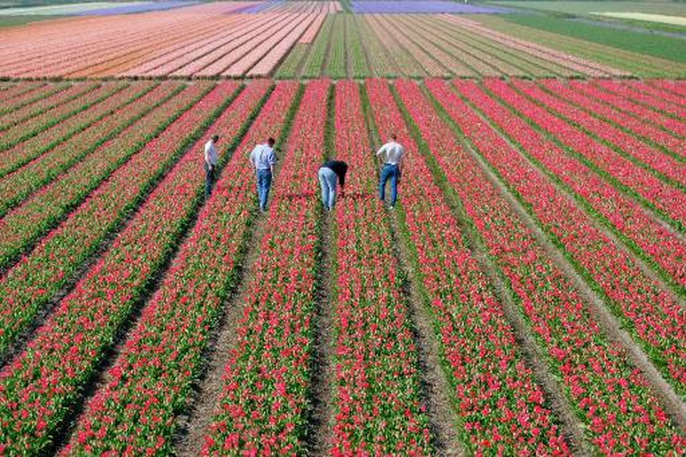 Het hagelnieuwe comité voor de bloemenmozaïekenwedstrijd rekent op dertig mozaïeken / archieffoto HDC Media