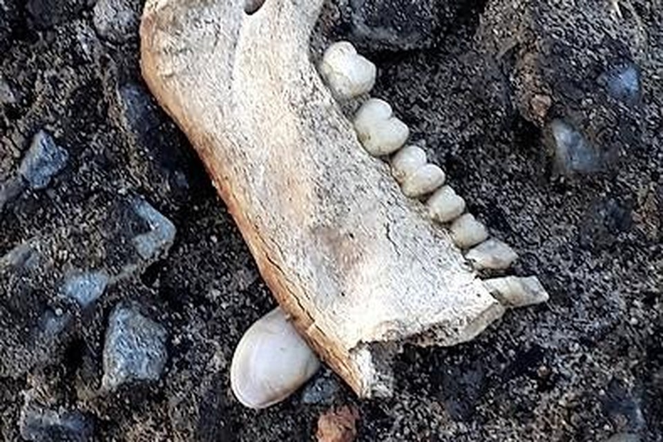 Deel van een menselijke kaak die op de oude zoutopslag werd gevonden.