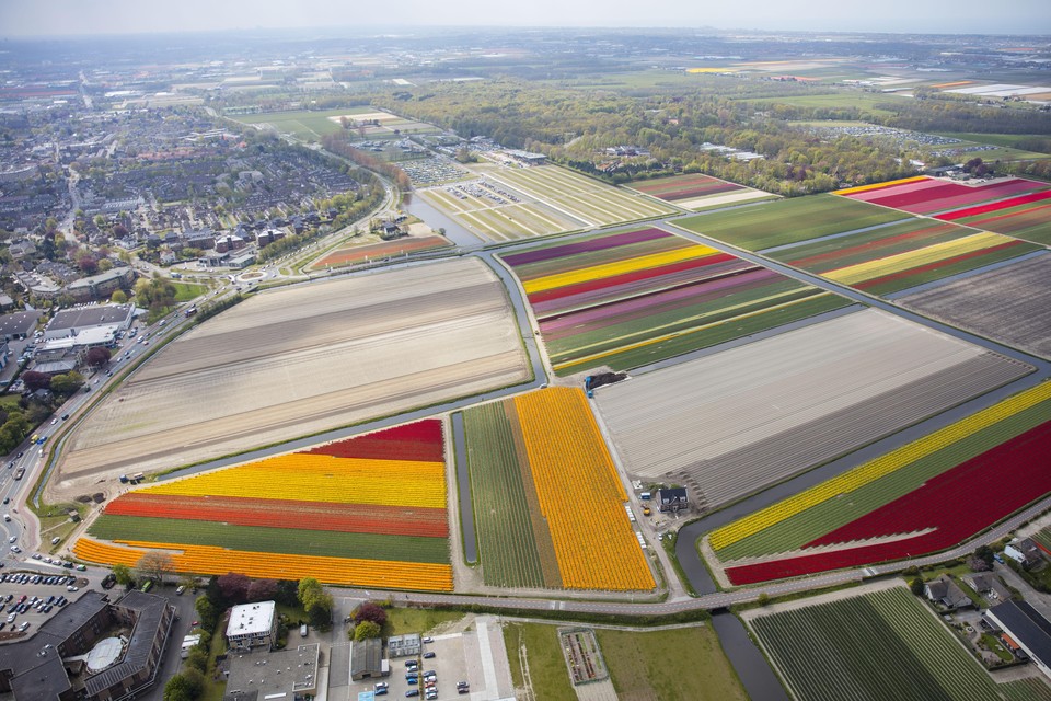Bollenvelden bij Lisse. De Greenport Duin- en Bollenstreek heeft, samen met Noord-Holland Noord, KAVB en ’Wageningen’, een toekomstvisie voor de bollenteelt ontwikkeld.