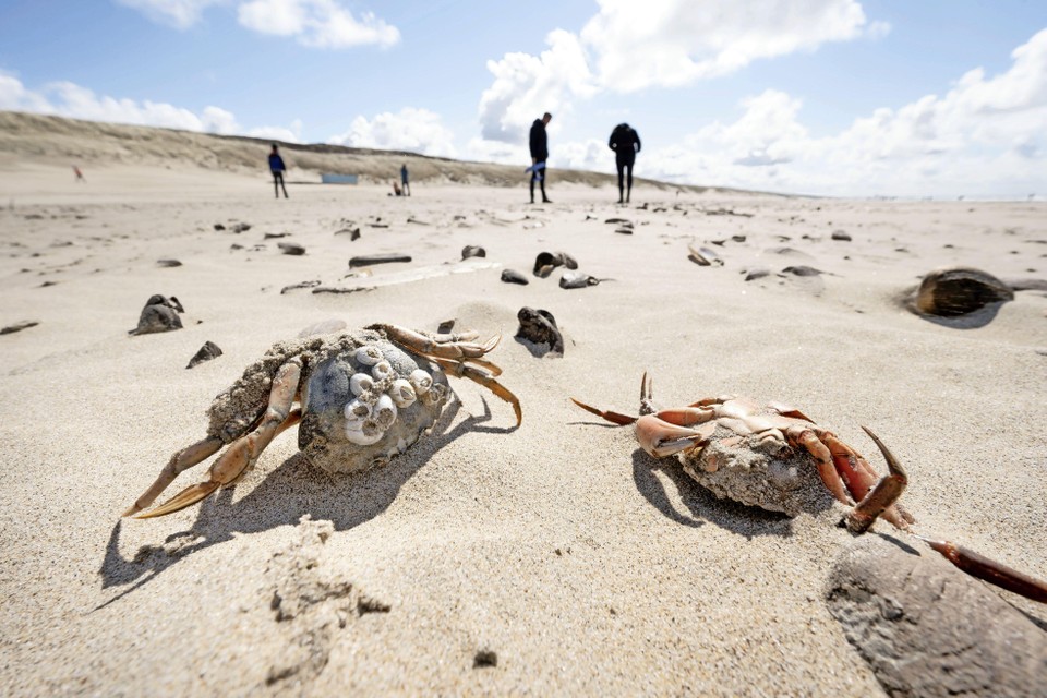 Op het strand van Katwijk, in de richting van Wassenaarseslag, zochten zondag veel liefhebbers naar bijzondere zeedieren.