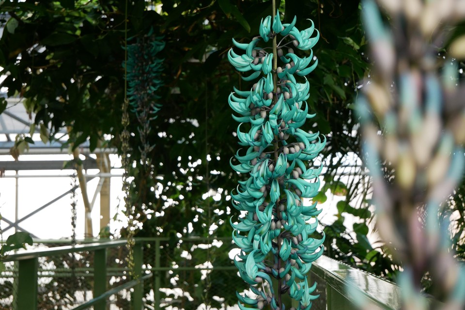 De jadevine groeit in de Tropische Kas van de Hortus botanicus.