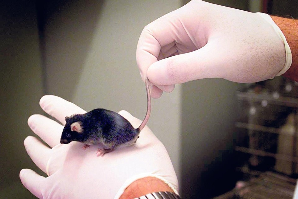 Een muis die ingezet wordt voor experimenten met celdeling in het Gemeenschappelijk Dierenlaboratorium van de Universiteit Utrecht.
