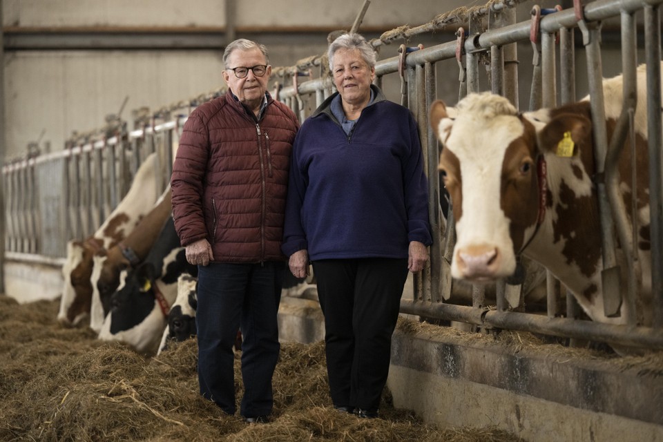 Willem en Dineke Steenvoorden, tussen de koeien in de Rijnhoeve.