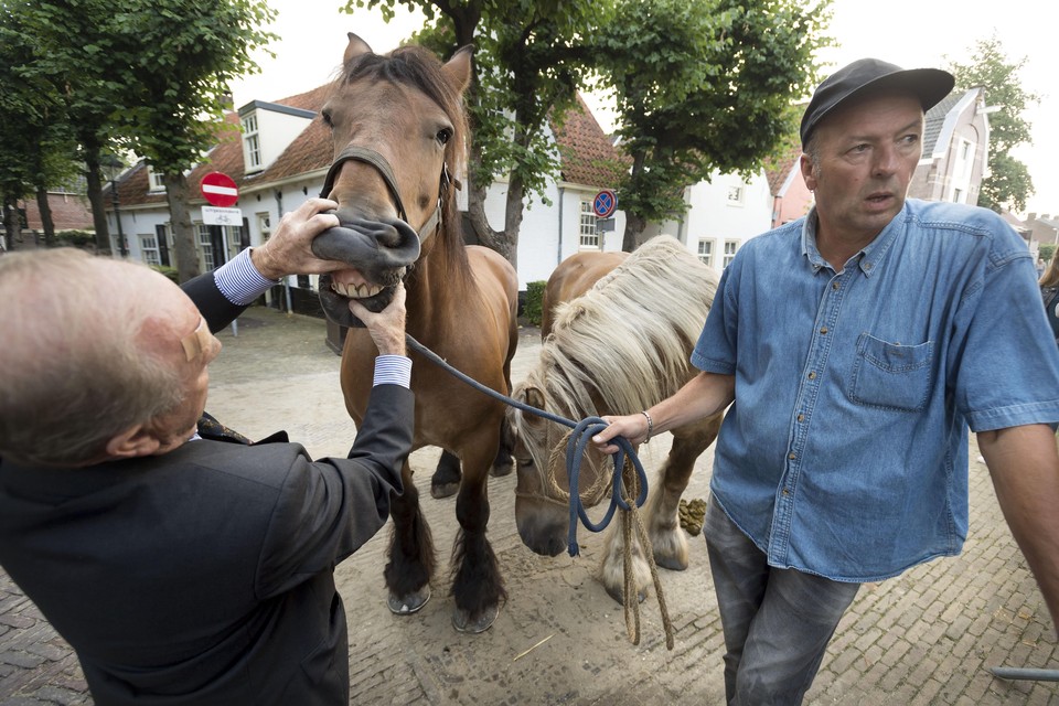 Dierenarts keurt de paarden voor ze de markt op mogen.