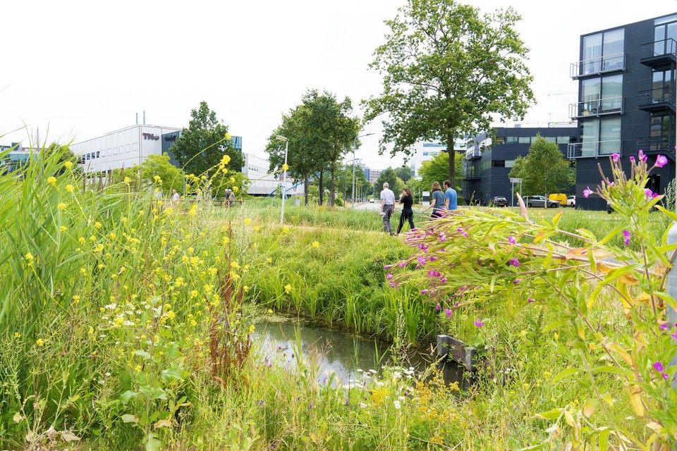 Officieel is het Leiden Bio Science Park geen natuurgebied, maar het heeft wel degelijk natuurwaarden.