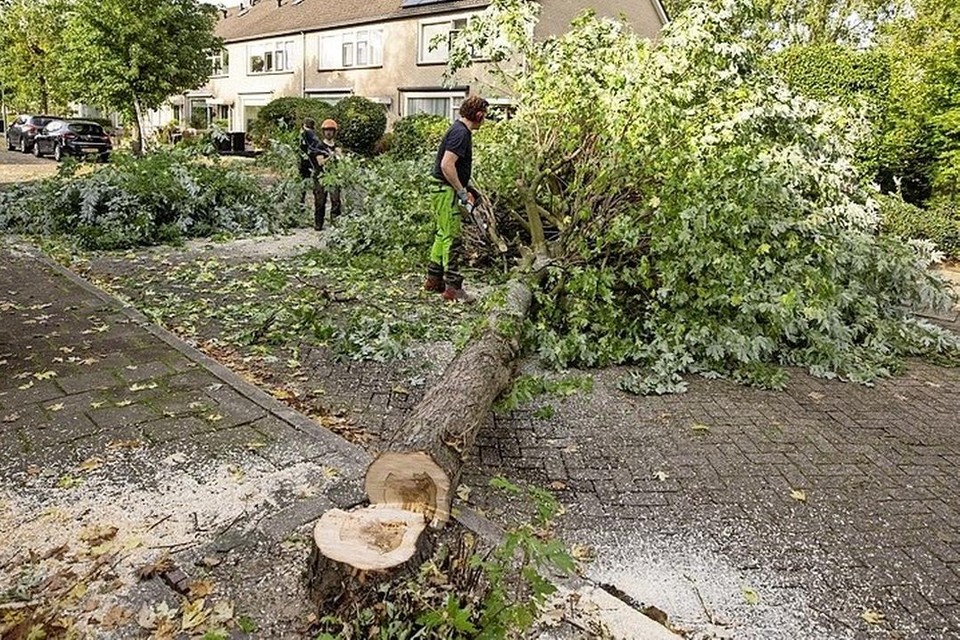 Het kappen van bomen mag alleen met een vergunning of in het geval van een calamiteit.