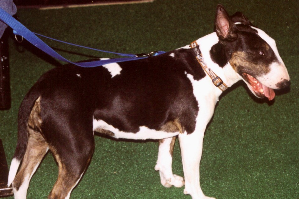 De dode hond in Noordwijk is een zwart-witte Bull Terrier-reu met een witte streep over de kop en vier witte 'voetjes' (Op deze foto staat een vergelijkbare hond.)