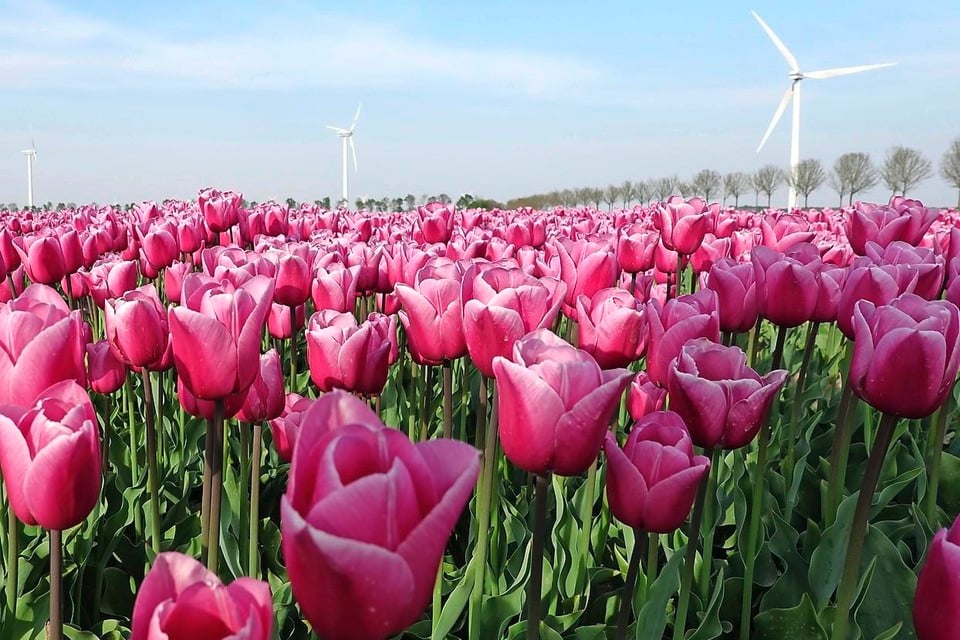 Net als in Noord-Holland staaan waarschijnlijk straks ook in Hillegom en de rest van de Bollenstreek windmolens in de bollenvelden.