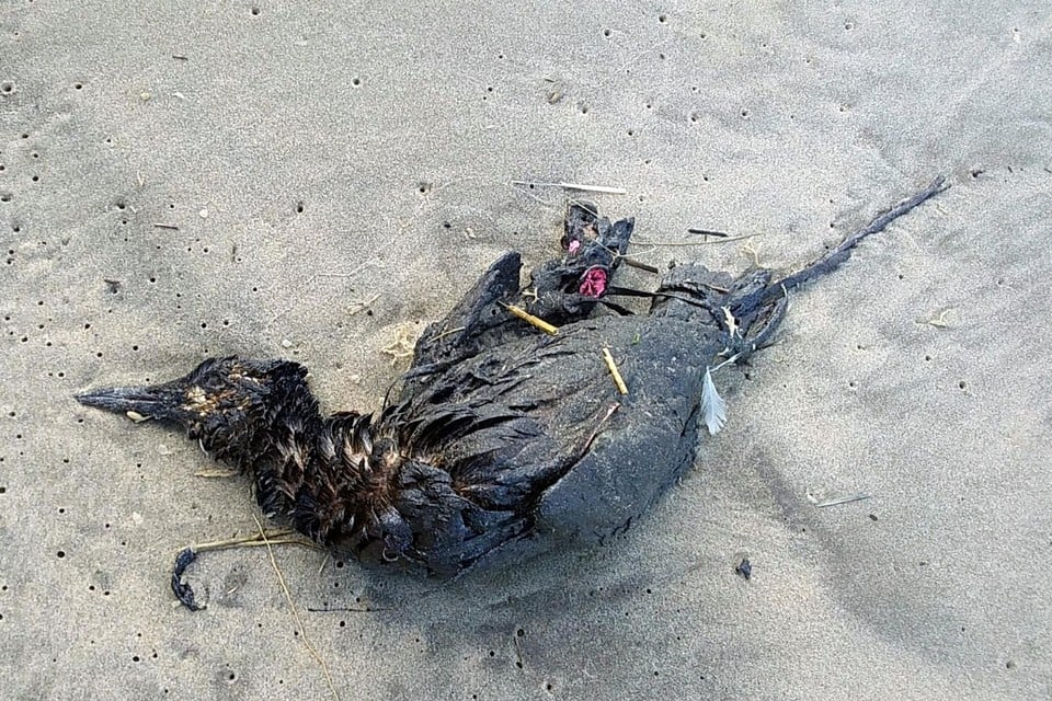 Een van de dode zeekoeten die Kees Kooiman heeft aangetroffen.