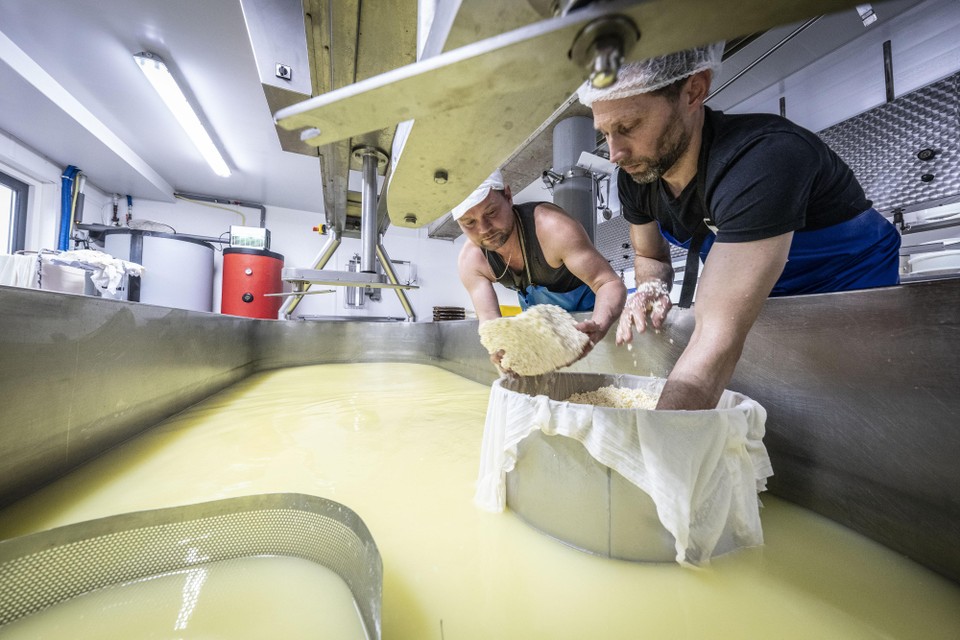 Rutger Daalmeijer en Erik Rotteveel bezig met het vervaardigen van de kaas.