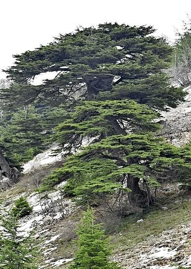 Een cederboom op een berghelling in Libanon.