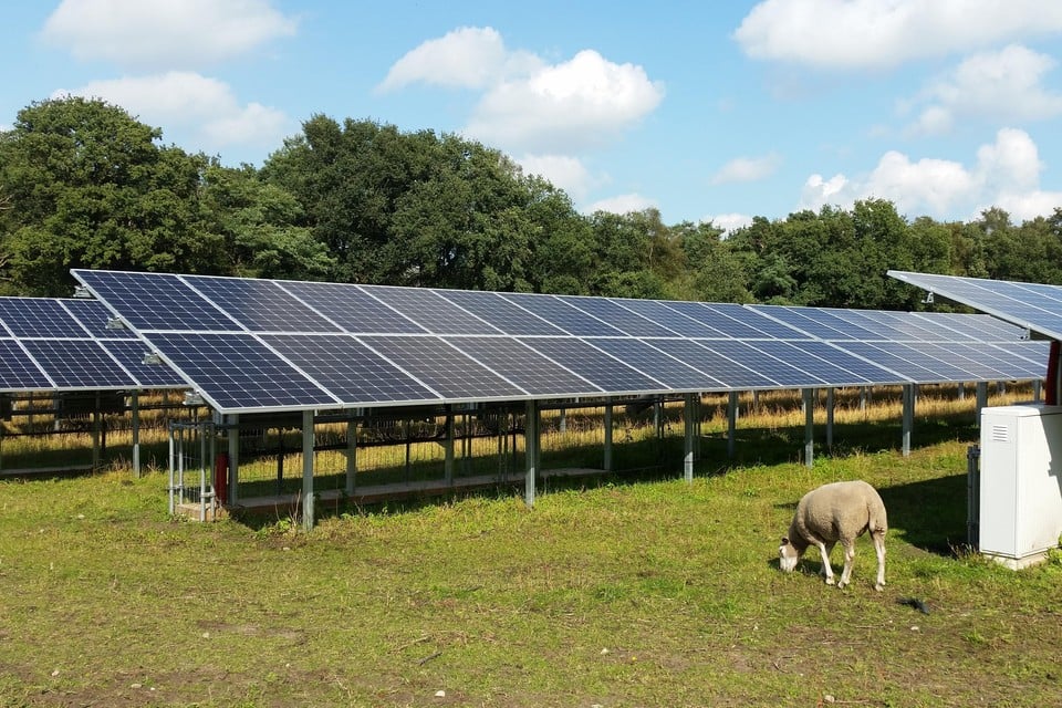 Zonnepanelen en veeteelt op één plek, dat is de bedoeling bij het zonne-ergieprocject op Klein Leeuwenhorst in Noordwijkerhout.