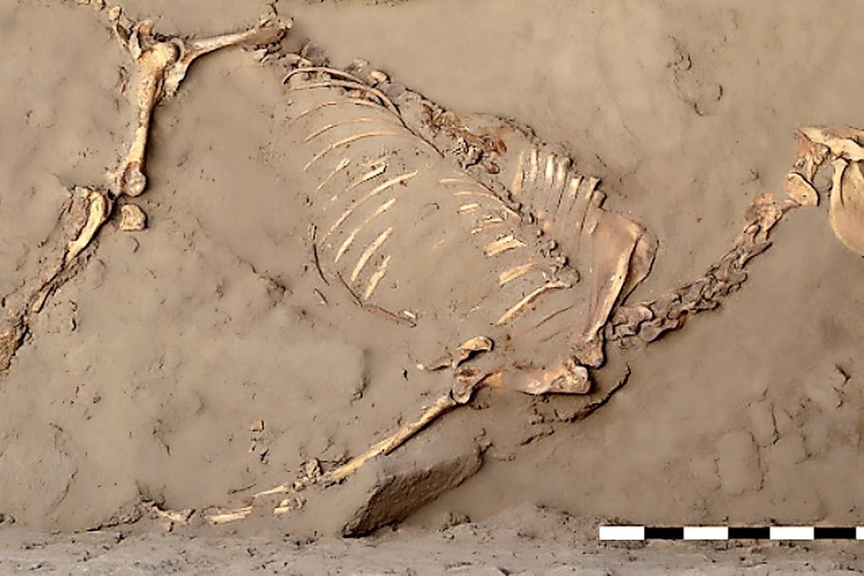 Het gevonden paard in het graf in de woestijn van Sudan.