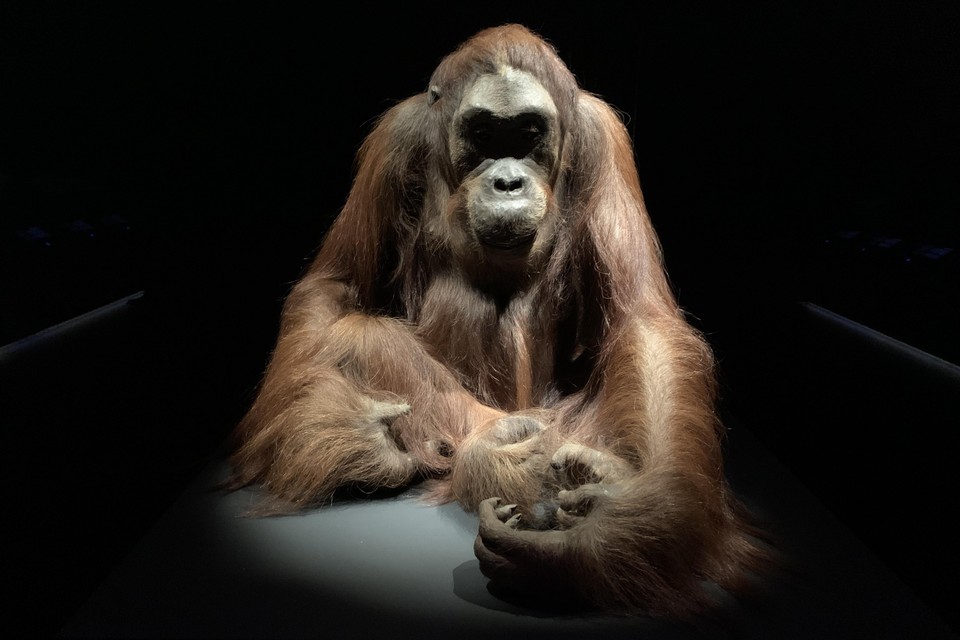 Deze orang-oetan zit al ruim honderd jaar in de collectie van Naturalis. Hij is opgezet door Herman ter Meer (1871-1934), een van de beste preparateurs van zijn tijd. Taxidermie was toen nog in opkomst.