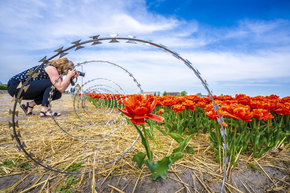 Toeristen nemen tussen het prikkeldraad door foto’s van de tulpen.
