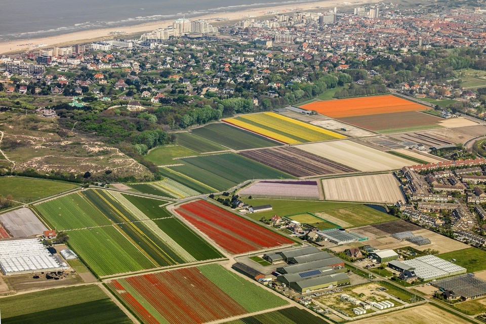 Bollenvelden in Noordwijk.