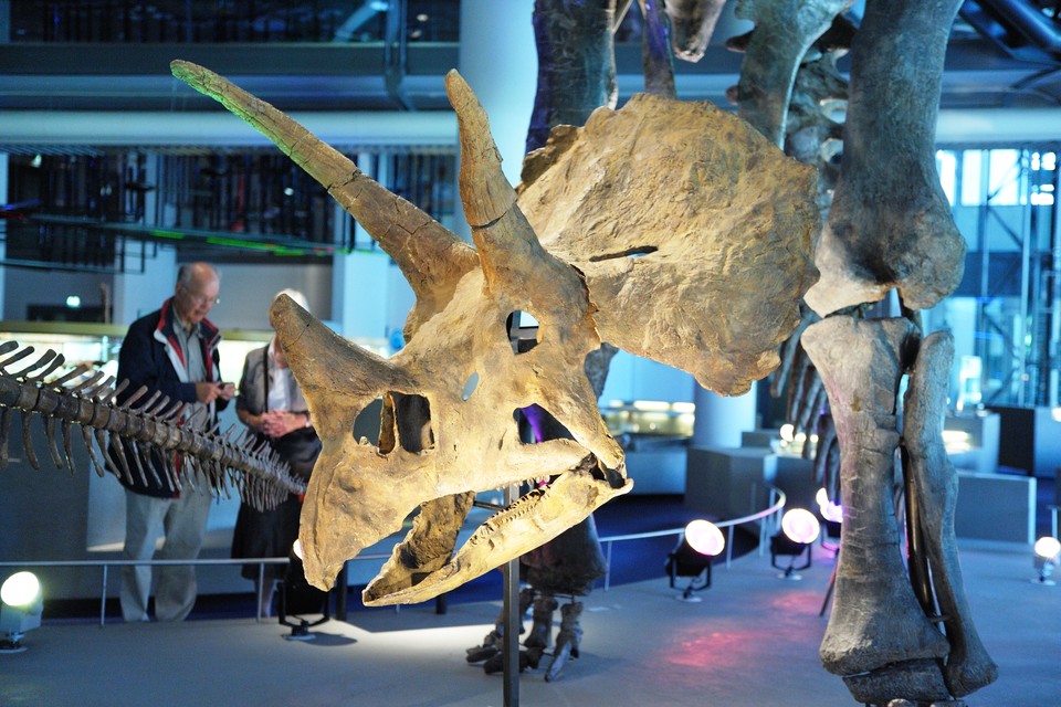 Naturalis had tot voor kort een Triceratops in bruikleen, die in de Oerparade stond. Publiciteitsfoto Naturalis