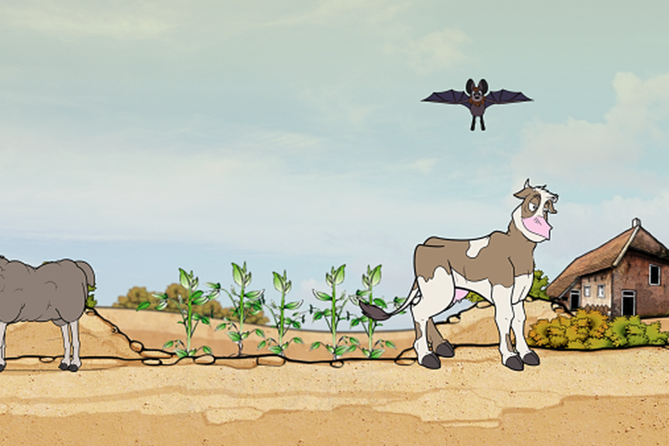 Een fragment uit de film: koeien bemesten de arme zandgrond, waardoor er gewassen groeien.