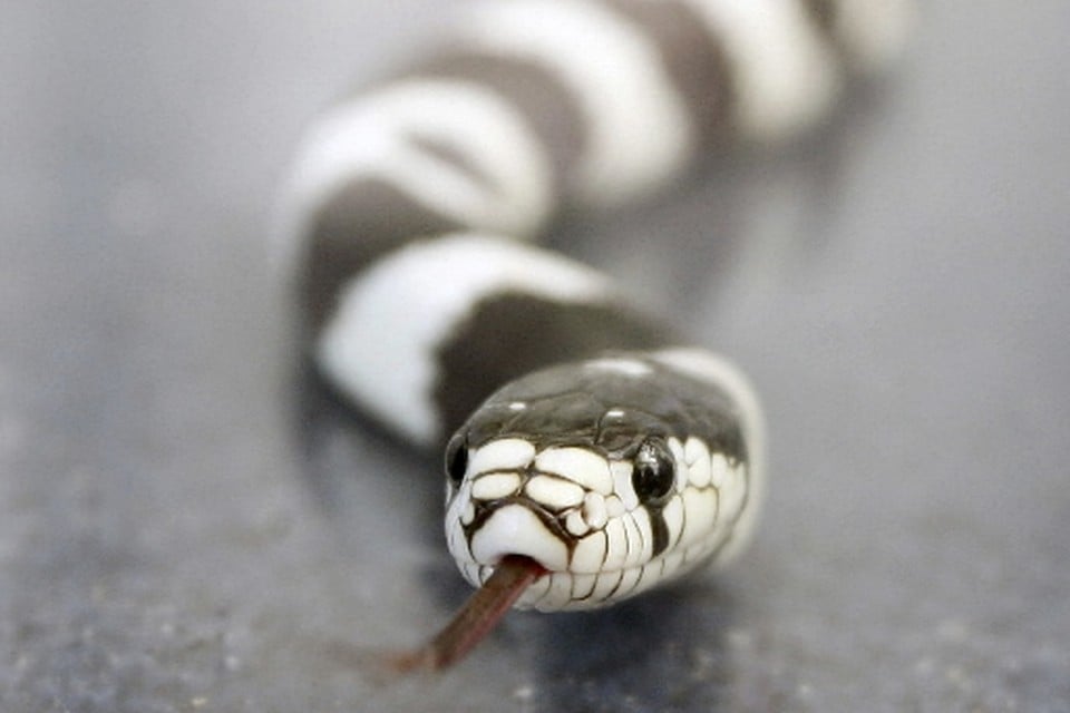 De onderzoekers bekijken het gif van 85 verschillende slangen en schorpioenen. Archieffoto Leidsch Dagblad