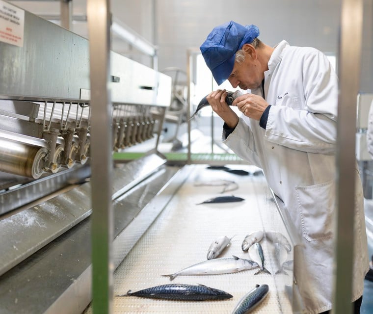 Ton Frissen keurt bij de lopende band de kwaliteit van de aangeleverde makreel.